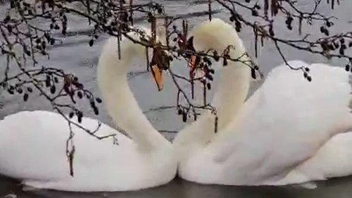 Two swans make heart-shape as they bow their necks in courtship dance