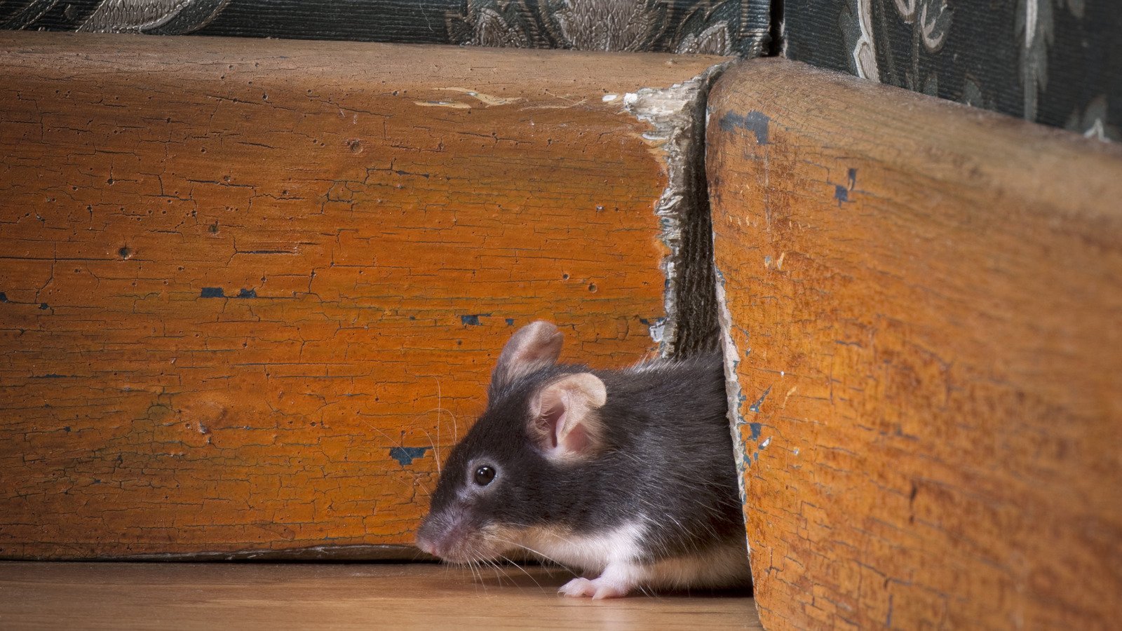 Unexpected Kitchen Staples That'll Help Keep Mice Out Of Your Home 