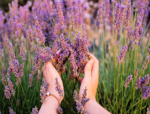 5 COMMON LAVENDER GROWING MISTAKES TO AVOID