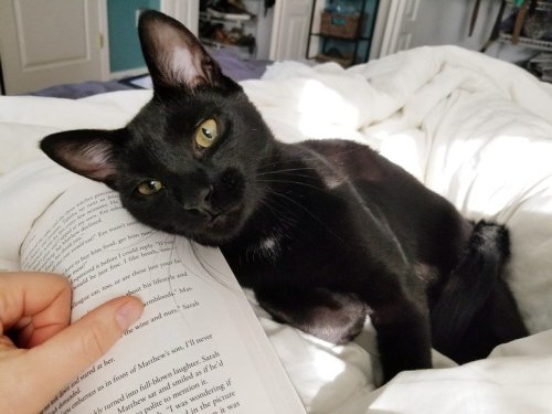 Photos That Prove Cats Are Magical