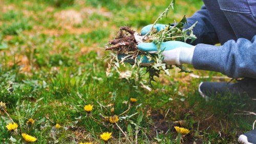 Must-try tricks for tackling weed growth