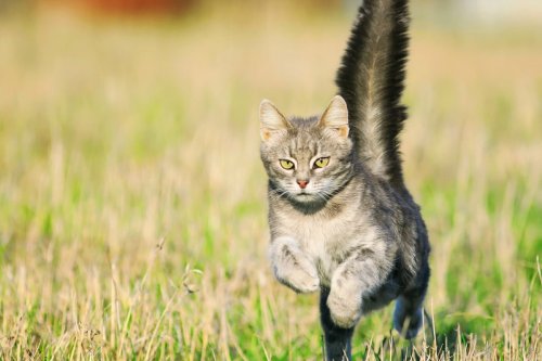 What Does it Mean When your Cat's Tail Shakes?