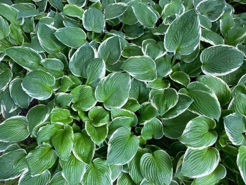 Magazine - GARDENING, HOUSE PLANTS AND FLOWERS.