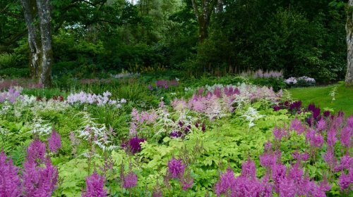 These plants will thrive in your shady garden 
