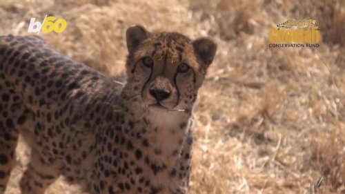 Cheetahs Are Coming Back to India After 70 Years
