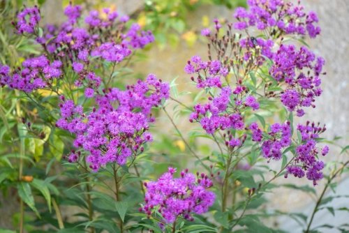 Late Summer and Fall Flowers That Attract Hummingbirds