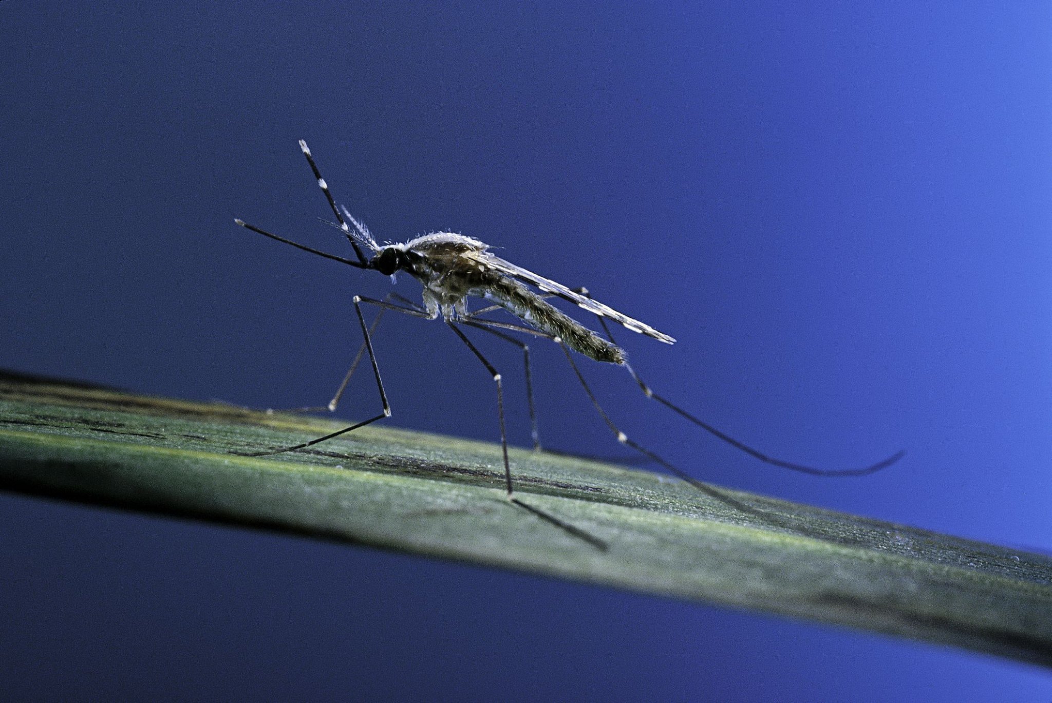 What's Up With This Year's 'Monster Mosquito Season'?