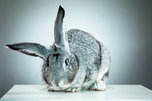 Interesting Facts about Rabbits