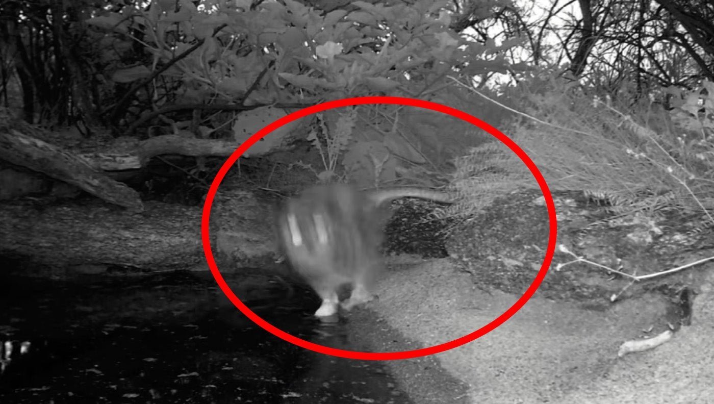 Wild trail cam footage captures rare snake attack on owl