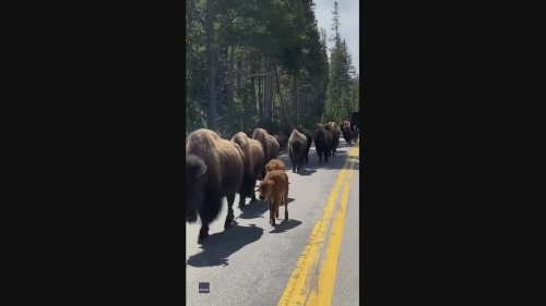 Bison Walking With Calves Hold Up Traffic in Yellowstone