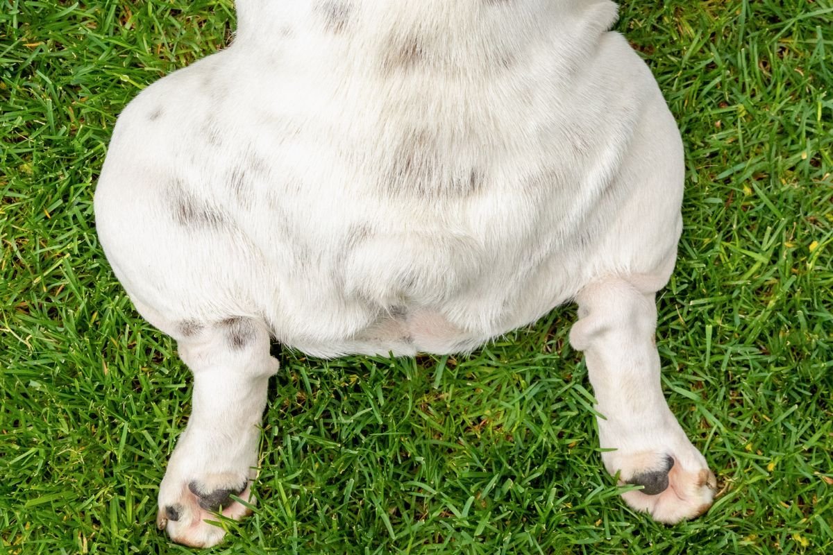 Dog Sploot: Breeds and Reasons - Your Home Dog