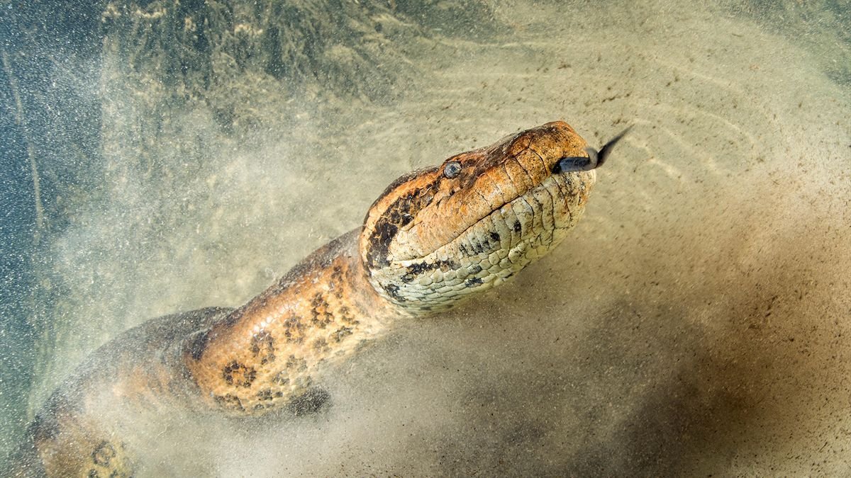 Colossal Animal Discoveries: Sizing Up the World's Largest Wildlife