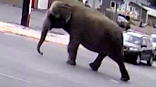 Must See! Circus Elephant Escapes and Wanders the Street of Montana