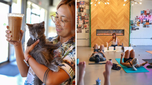 This Florida City Is Getting Its First Cat Café & You Can Adopt These Kittens