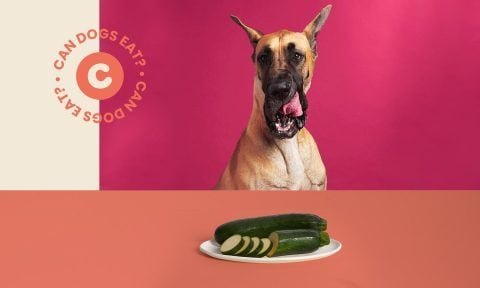 Can Dogs Eat Zucchini? Everything You Need to Know