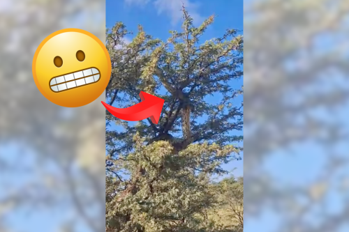 This African rock python is so massive people are confusing it for a giraffe