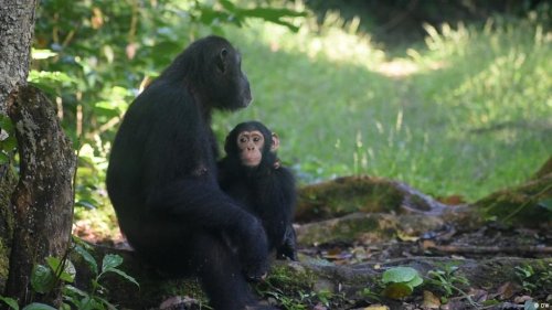 Tanzania: Endangered chimpanzees versus humans