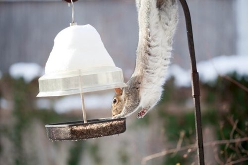 Here's How to Keep Squirrels Off Your Feeders