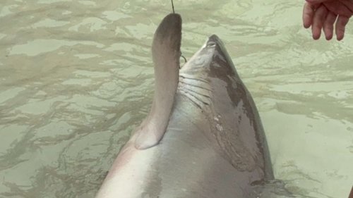 Shocking moment large shark is caught by fishing line on Florida beach