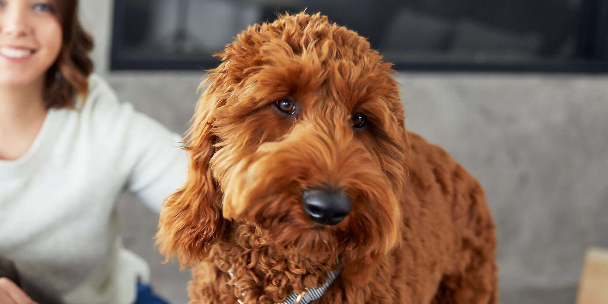 12 of the Friendliest Dog Breeds Who Love Everyone They Meet Flipboard