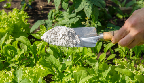 10 REASONS TO USE DIATOMACEOUS EARTH IN THE GARDEN