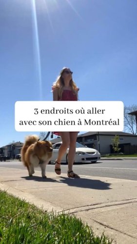 3 endroits où profiter avec ton chien à Montréal!