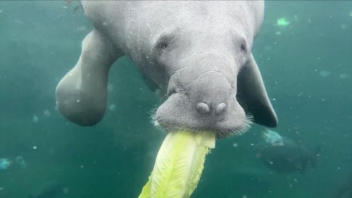 Paris Zoo Welcomes Sea Cow in Bid to Save Species