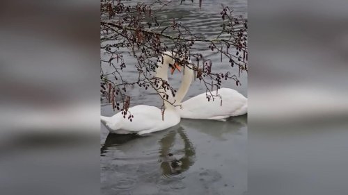 Serene Moment Between Two Swans at Clumber Park in Nottinghamshire, UK