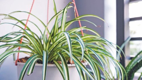 Take a look at our expert tips for turning spiderettes into a green spectacle