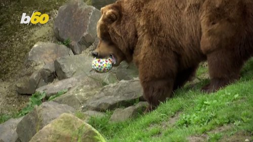 Even The Animals Are Taking Part in an Easter-Themed Egg Hunt!