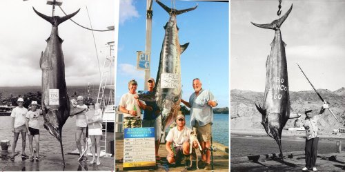 These are the biggest marlin ever caught