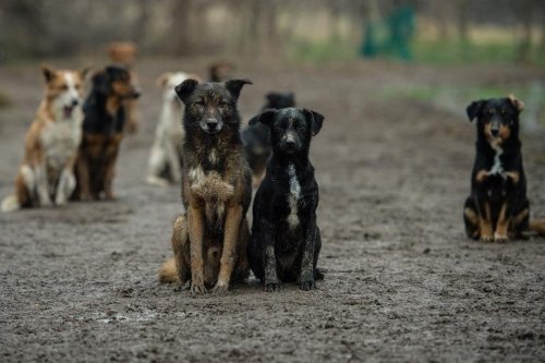 ICB Dog News Feed cover image