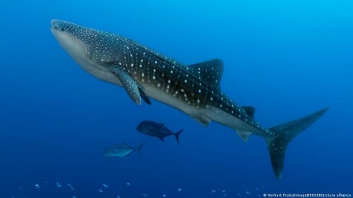 Do whale sharks migrate?