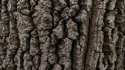 This New Study Proves That Trees Actually Have a Major Climate Change Preventing Ability