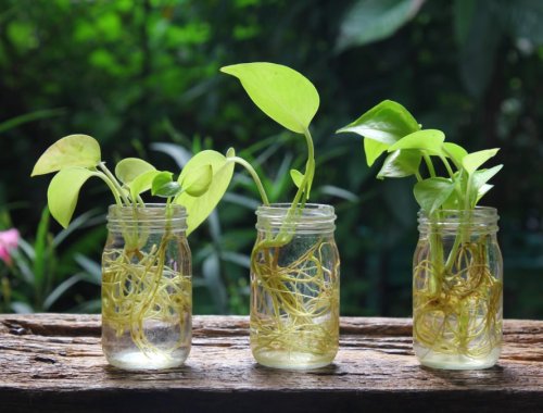 8 PLANTS THAT GROW IN WATER – NO SOIL REQUIRED