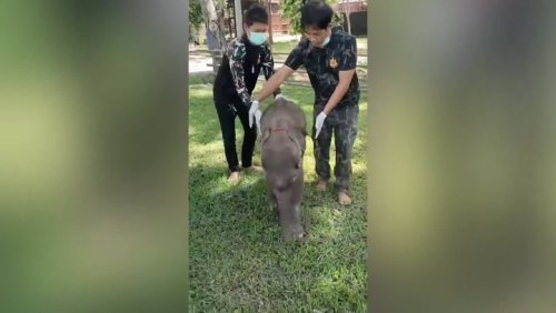 Injured baby elephant recovers after being abandoned by herd in Thailand