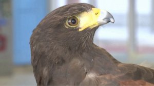 San Francisco Bay Area Metro Authorities Bring in Bigger Bird to Tackle Pigeon Problem