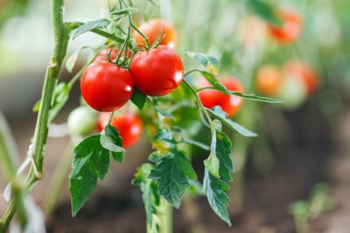 Everything You Need to Know to Grow the Best Tomatoes at Home