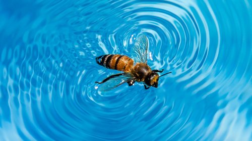 How To Easily Keep Bees Away From Your Pool