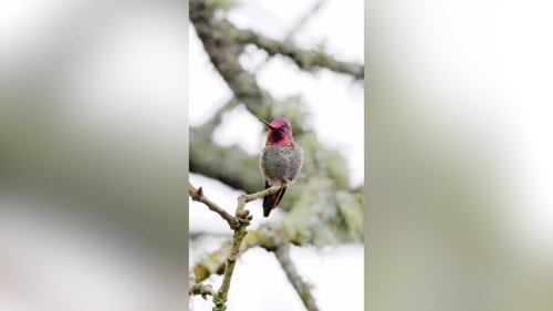 Hummingbird's sequins-like feathers change colour as it moves