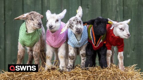 Five lambs given woolly jumpers to help them keep warm
