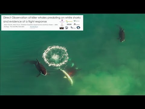 Incredible helicopter footage of killer whales hunting and catching white sharks