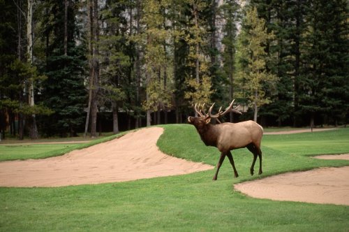 Watch this elk take out all its frustrations on a golf cart