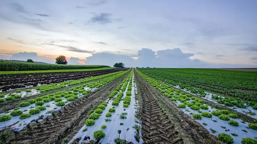 H2O & FOOD SECURITY cover image