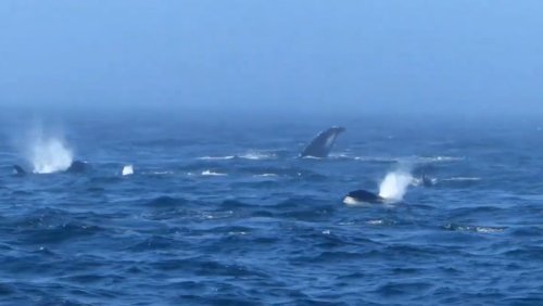 Orcas attack pair of humpback whales off Washington coast