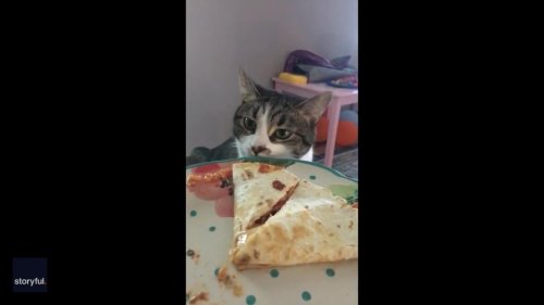 Curious Cat Tries to Swipe Quesadilla From Owner's Plate