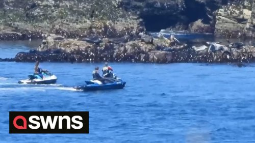 Animal welfare campaigners issue warning after video of jetskiers 'spooking' sleeping seals