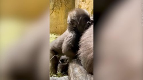 Adorable moment baby gorilla stands up for the first time with the help of his mum