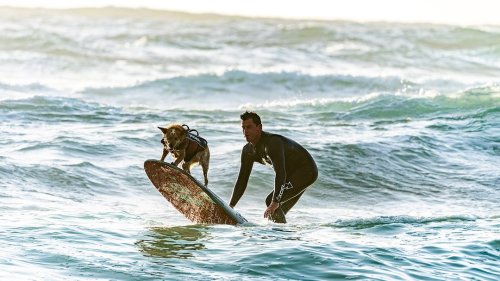 The Wild World of Elite Dog Surfers