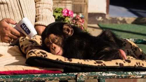 Baby apes are being stolen for pets—and little is being done to stop it